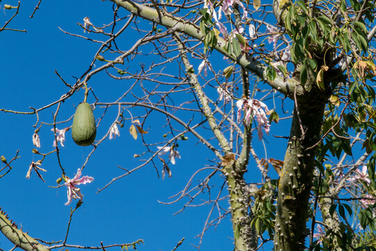 Fruit Hanging From The Branches Of A Ceiba Tree