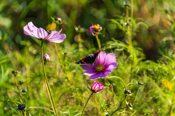 Fototapeta premium Ein Schmetterling der Gattung Admiral auf einer Blüte im sonnigen Herbst