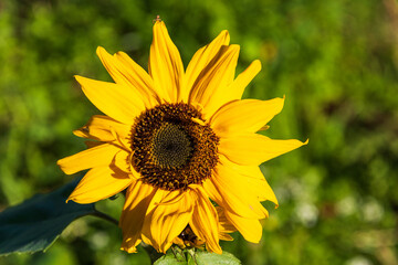Eine Sonnenblume in einem Garten an einem sonnigen Oktobertag