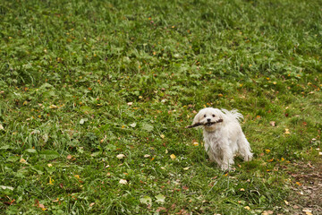 a small white dog runs on the green grass, carrying a stick in its mouth. maltipu. Maltese. lapdog