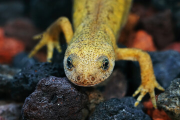 Closeup of an abnormal yellow colored female alpine newt, ichthyosaura alpestris