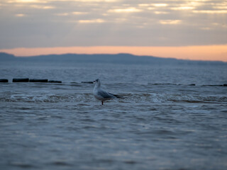 Fototapeta premium Picturesque seascape during sunset, Golden shining reflection of sunlight on the sea.