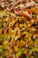 dense autumn foliage on the bush. small yellow leaves on a bush