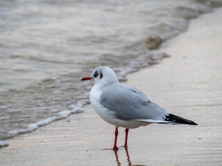 Seagull walking along the seashore. Seagull standing on the sandy beach of the sea.