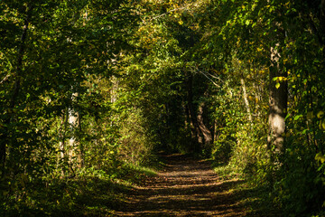 Wanderweg in einem herbstlichen Laubwald am Plöner See