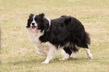 Border Collie walking on grass