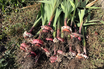 recently dug gladioli bulbs lie on the grass
