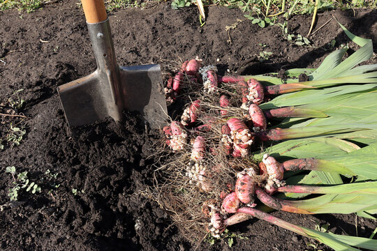 the process of digging gladiolus bulbs with an iron shovel on an autumn day