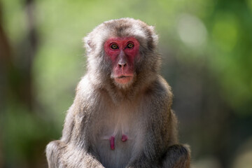 日本猿の表情