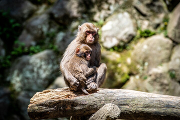親子の日本猿