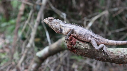 Medium shot of an oriental garden lizard or eastern garden lizard with a mosquito sucking blood from the lizard's forehead