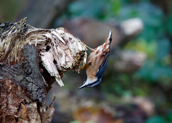Nuthatch searching for food in the woods