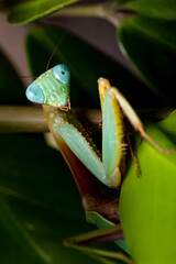 Green praying mantis kind of heirodula vietnam vertical photo