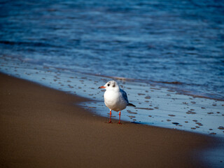 Seagull walking along the seashore. Seagull standing on the sandy beach of the sea.