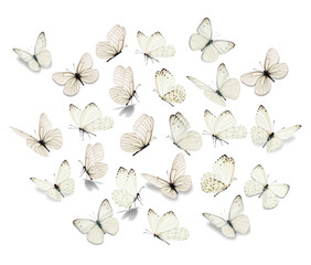 Big set White Butterfly - 465744164