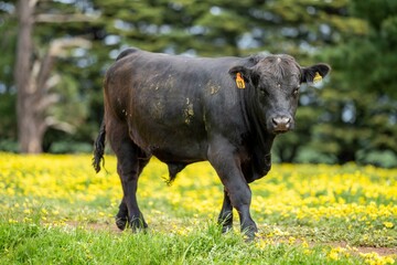 Stud speckle park and angus bull grazing on pasture and yellow flowers.