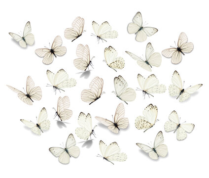 Fototapeta Big set White Butterfly