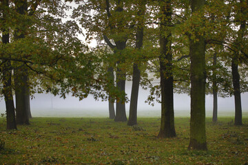 Bodennebel zwischen Bäume an einem Herbsttag -  Leipzig, Volkspark Kleinzschocher