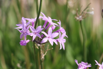 Fototapeta premium flowers in the garden
