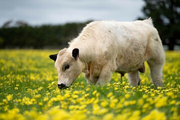 Stud speckle park and angus bull grazing on pasture and yellow flowers.