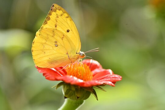 yellow butterfly on red flower