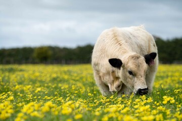 Stud speckle park and angus bull grazing on pasture and yellow flowers.