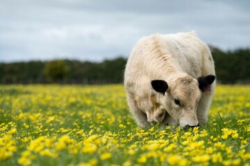 Stud speckle park and angus bull grazing on pasture and yellow flowers.