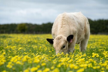 Stud speckle park and angus bull grazing on pasture and yellow flowers.