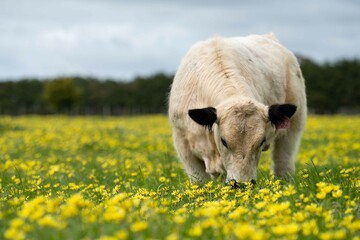 Stud speckle park and angus bull grazing on pasture and yellow flowers.