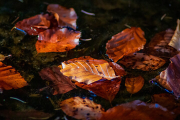 Leaf on the water, the strongest are always on top
