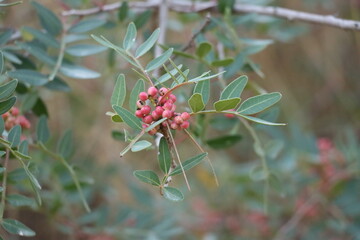 close up of a red flower
