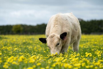 Stud speckle park and angus bull grazing on pasture and yellow flowers.