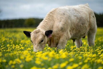 Stud speckle park and angus bull grazing on pasture and yellow flowers.