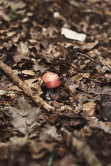 Toadstool Mushroom in Autumn Leaves