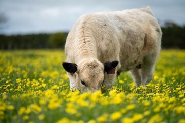 Stud speckle park and angus bull grazing on pasture and yellow flowers.