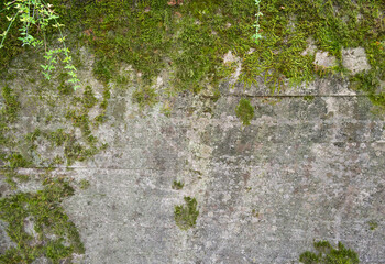 Gray old wall covered with green moss, mildew and stains