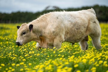 Stud speckle park and angus bull grazing on pasture and yellow flowers.