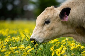 Stud speckle park and angus bull grazing on pasture and yellow flowers.