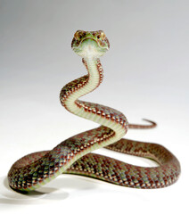 Kanburi pitviper, tiger pit viper // Bunte Bambusotter (Trimeresurus venustus / Cryptelytrops kanburiensis) - Thailand 