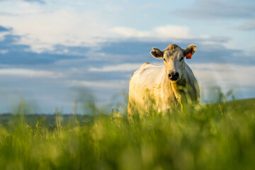 Stud speckle park and angus bull grazing on pasture and yellow flowers.