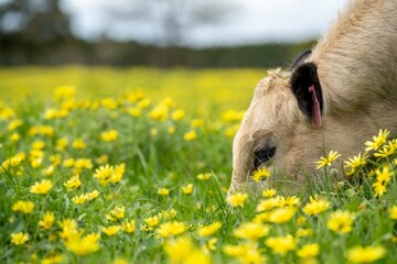 Stud speckle park and angus bull grazing on pasture and yellow flowers.