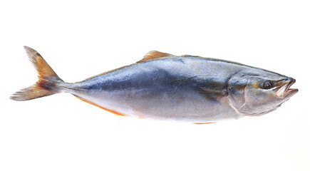  Fish yellowtai on white background (Japanese amberjack)