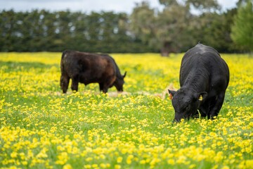 Stud speckle park and angus bull grazing on pasture and yellow flowers.