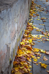 In autumn, beautiful, colorful  leaves present the streets and sidewalks