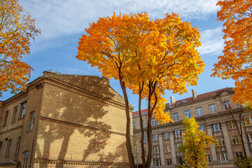 Wonderfully beautiful and sunny October day in Vilnius. The trees are adorned with autumn gold.
