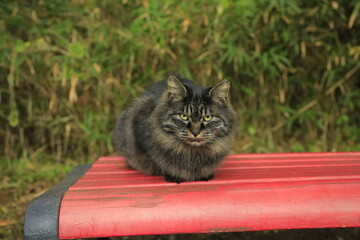 cat in the garden