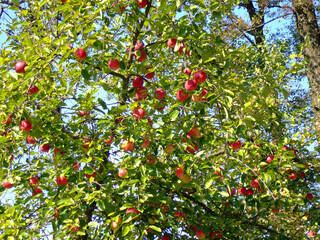 There are many red apples hanging on the apple tree between the bright green foliage