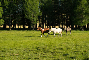 herd of horses on a green lawn