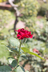 Red roses flower in the garden