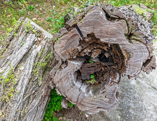 old cut hollow tree trunk closeup